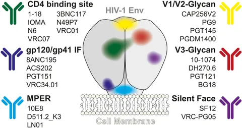 A U1 snRNP–specific assembly pathway reveals the SMN complex