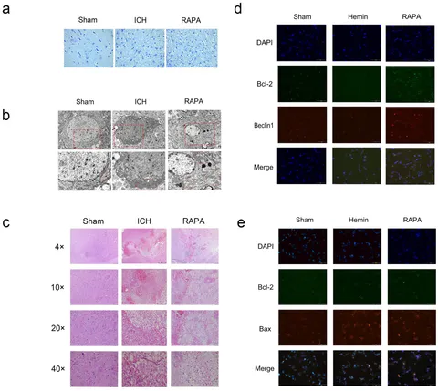 【セール 登場から人気沸騰】 | Frontiers A in apoptosis and autophagy between crosstalk クラフト・布製品