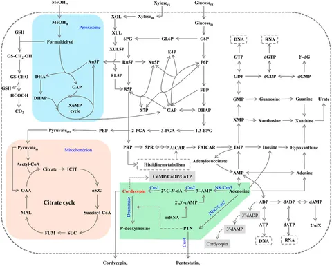 Frontiers | Prospects for cordycepin biosynthesis in