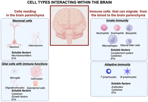 Frontiers | Extracellular vesicles as precision therapeutics