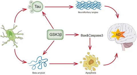 優待特典一覧 PI3K of role The | Frontiers signaling in pathway ピンズ・ピンバッジ・缶バッジ