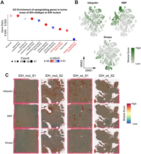 Frontiers | Spatial transcriptomics analysis identifies