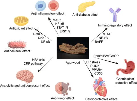 【ベンゼン】 A Direct Relationship Between 'Blood Stasis' and Fibrinaloid