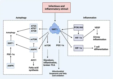 Frontiers | The role of SIRT1 in autophagy and drug