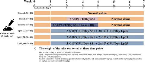 Frontiers | Enhancement of host defense against Helicobacter
