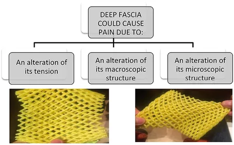Fascia: The Tensional Network of the Human Body: The science