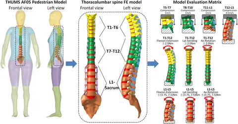脊椎脊髄病学 = PRINCIPLES OF SPINAL DISORDERS Frontiers | Biomechanical analysis of spinal range of motion