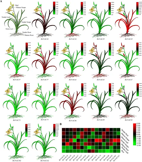 Frontiers | Genome-wide identification of the NAC family in