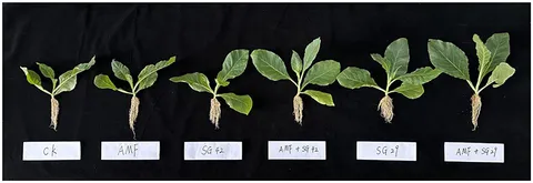 Frontiers | Effects of combined inoculation of arbuscular