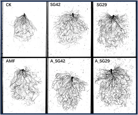 価格は安く of Effects | Frontiers combined arbuscular of inoculation メンズウェア