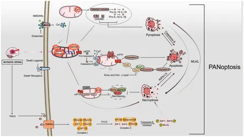 s.n様 BH3 Mimetics in Hematologic Malignancies