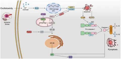 Frontiers | Insight into interplay between PANoptosis and