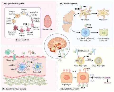 Frontiers | Targeting the FSH/FSHR axis in ovarian cancer