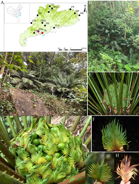 フローラ Nectar mimicry: a new phenomenon | Scientific Reports