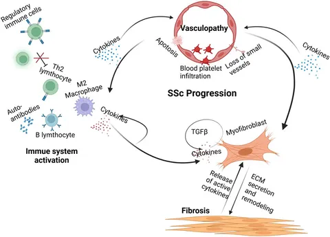 Frontiers | Mesenchymal stem cell-derived extracellular