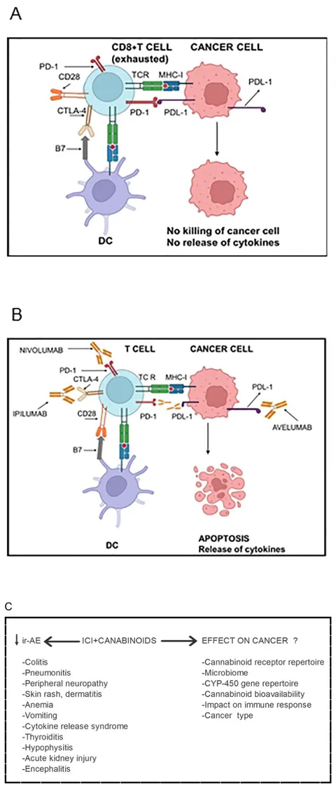 Frontiers | Impact of cannabinoids on cancer outcomes in