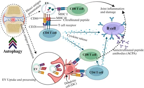 am様 The synthesis and application of crystalline–amorphous