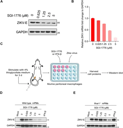 Frontiers | ZIKV prM hijacks PIM1 kinase for phosphorylation