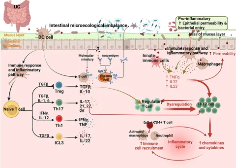 Frontiers | T helper cell 17/regulatory T cell balance