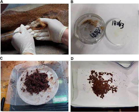 Frontiers | Elucidating metabolites and biosynthetic