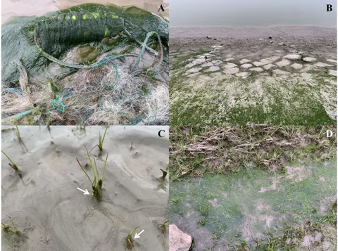 Frontiers | Exploration and implication of green macroalgal