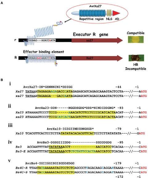 ゆん Morpho-phylogenetic evidence reveals two new species and two
