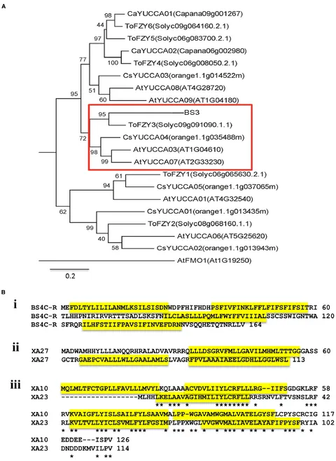ゆん Morpho-phylogenetic evidence reveals two new species and two