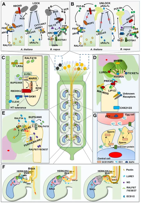 Frontiers | Peptides in plant reproduction—small yet powerful