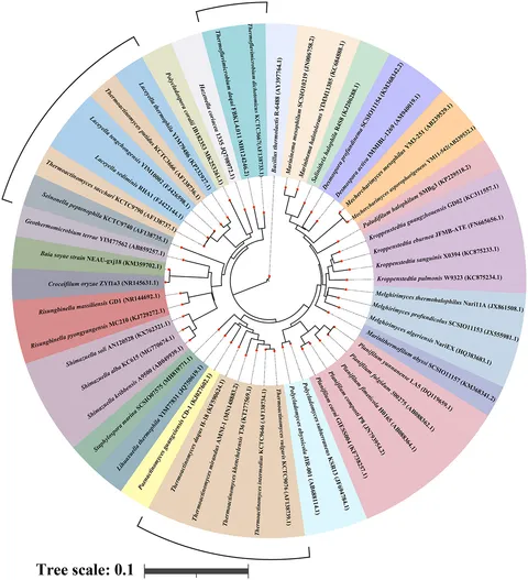 Frontiers | The family Thermoactinomycetaceae: an emerging