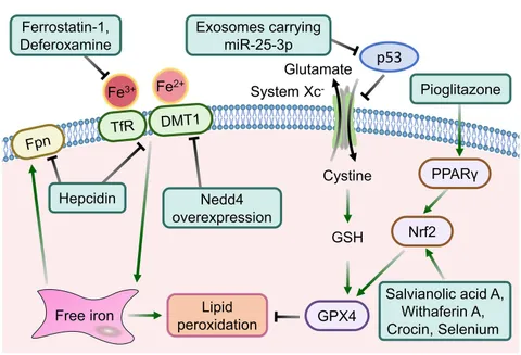 通販 激安 Frontiers | injury pathological Ferroptosis-associated 手提げ・レッスンバッグ・入園グッズ