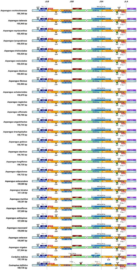 Frontiers | Plastid genome comparison and phylogenetic