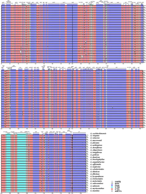 Frontiers | Plastid genome comparison and phylogenetic