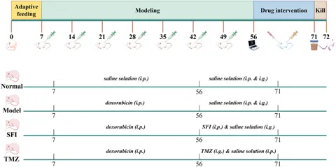 Frontiers | Cardiac energy metabolic disorder and gut