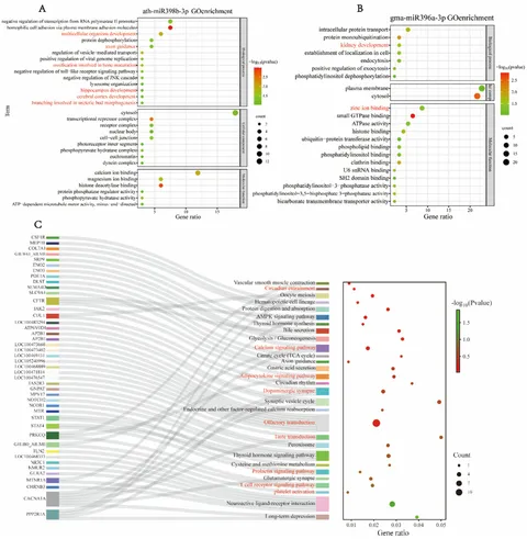 Frontiers | Cross-kingdom regulation of gene expression in