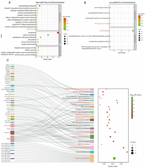 Frontiers | Cross-kingdom regulation of gene expression in