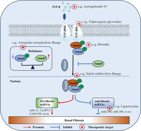 Frontiers | Traditional Chinese Medicine targeting the TGF-β