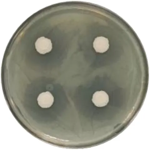 Frontiers | Isolation and identification of a novel Bacillus