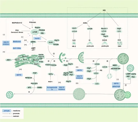 suger様 Frontiers | Targeting ferroptosis: a new therapeutic