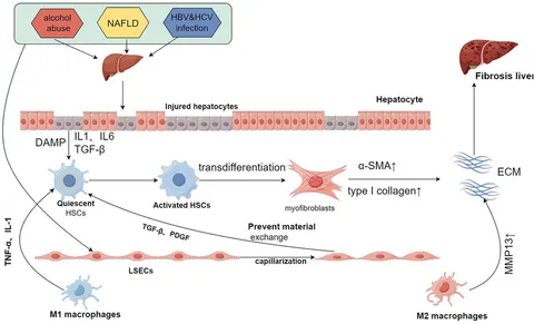 Frontiers | The role of ferroptosis-related non-coding RNA