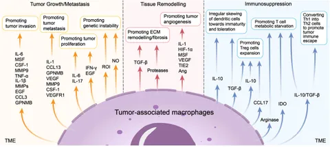 Frontiers | Effects of macrophages in OSCC progression