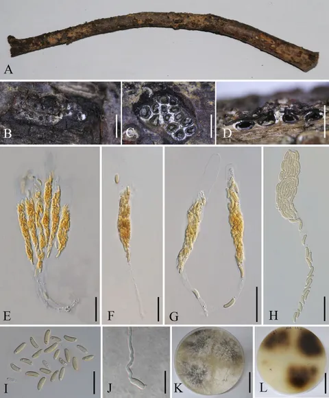 Frontiers | Fungi from Malus in Qujing, China: two new