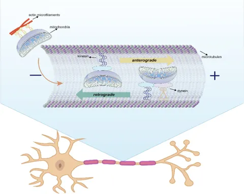 Frontiers | Mitochondrial dysfunction and Alzheimer's