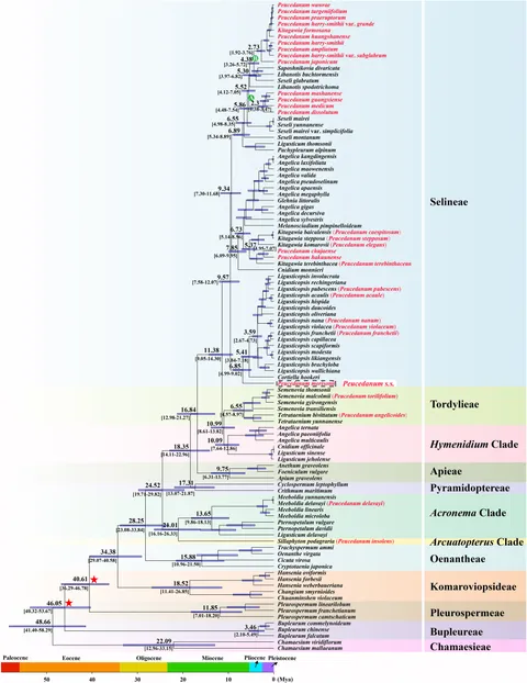Frontiers | Genome skimming provides evidence to accept two new