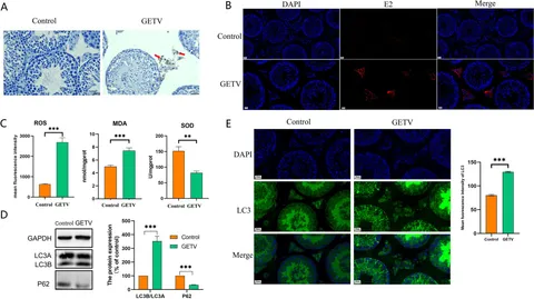 その他 wenty Gastrointestinal tract, its pathophysiology and in-vitro