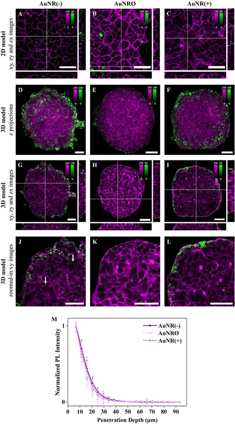 『2年保証』 Frontiers | 3D in penetration and accumulation Nanoparticle その他