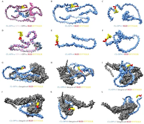 Frontiers | The immune duality of osteopontin and its