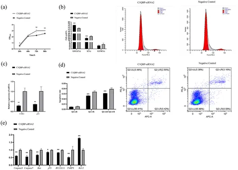 Frontiers | C1QBP promotes apoptosis of goat fetal turbinate