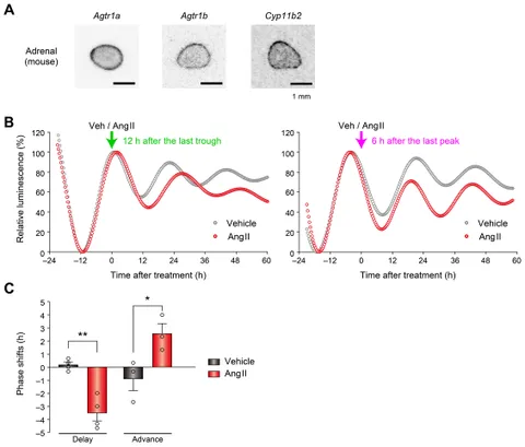 Frontiers | Identification of angiotensin II-responsive