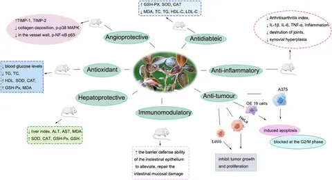 ダイエット Frontiers | Current advances on the phytochemistry
