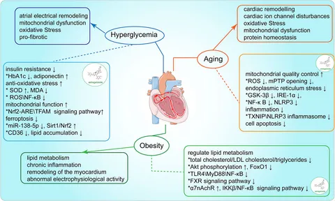 Frontiers | Therapeutic potential and mechanistic insights